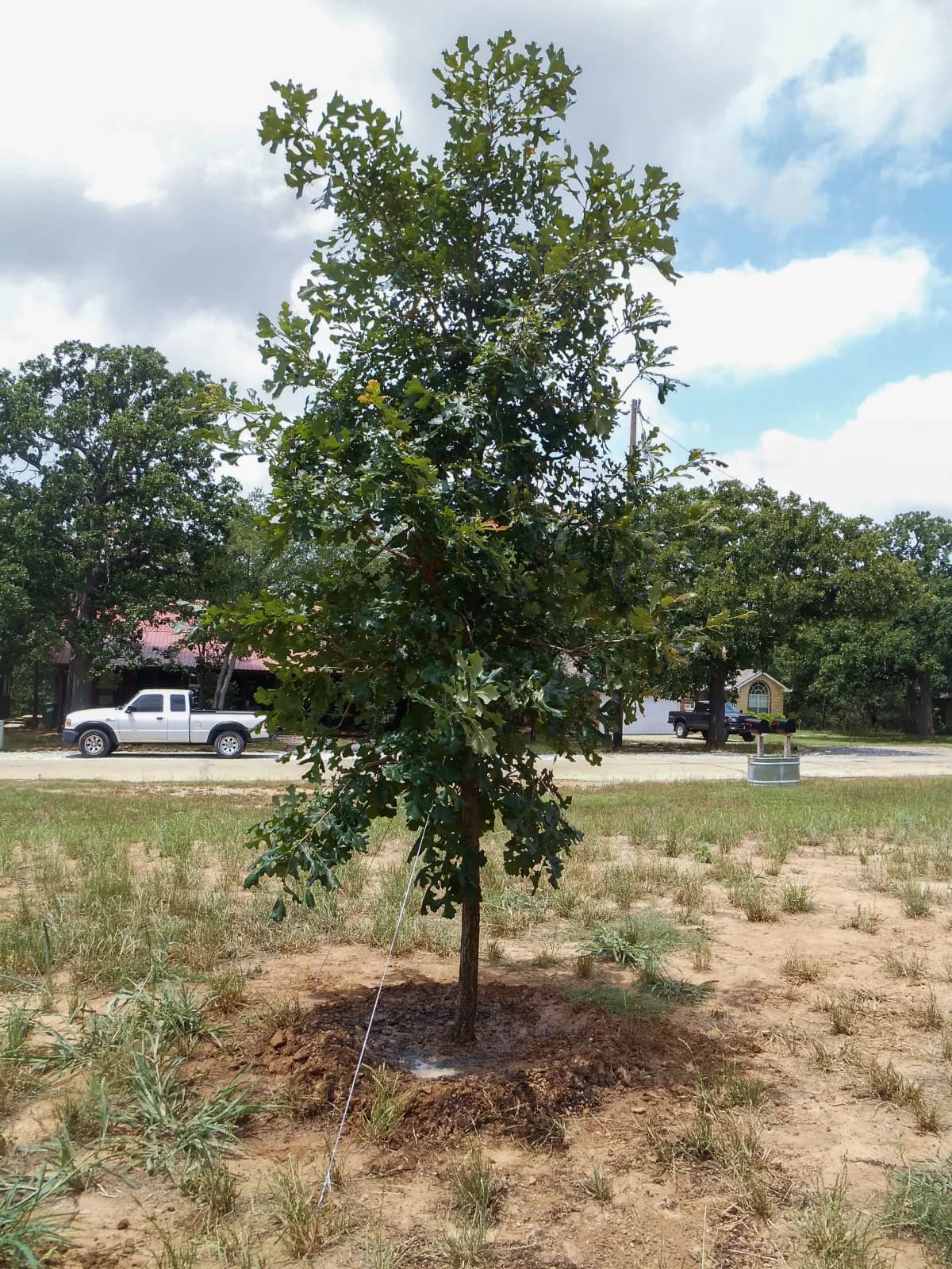 Bur oak with massive trunk and large acorns