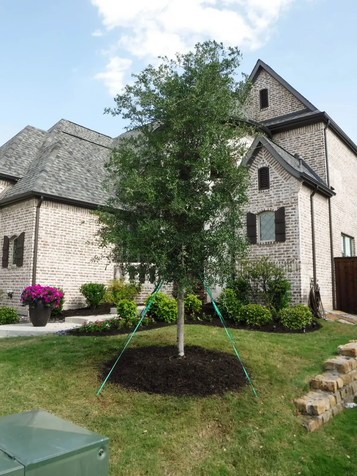 Live Oak with sweeping branches and evergreen foliage