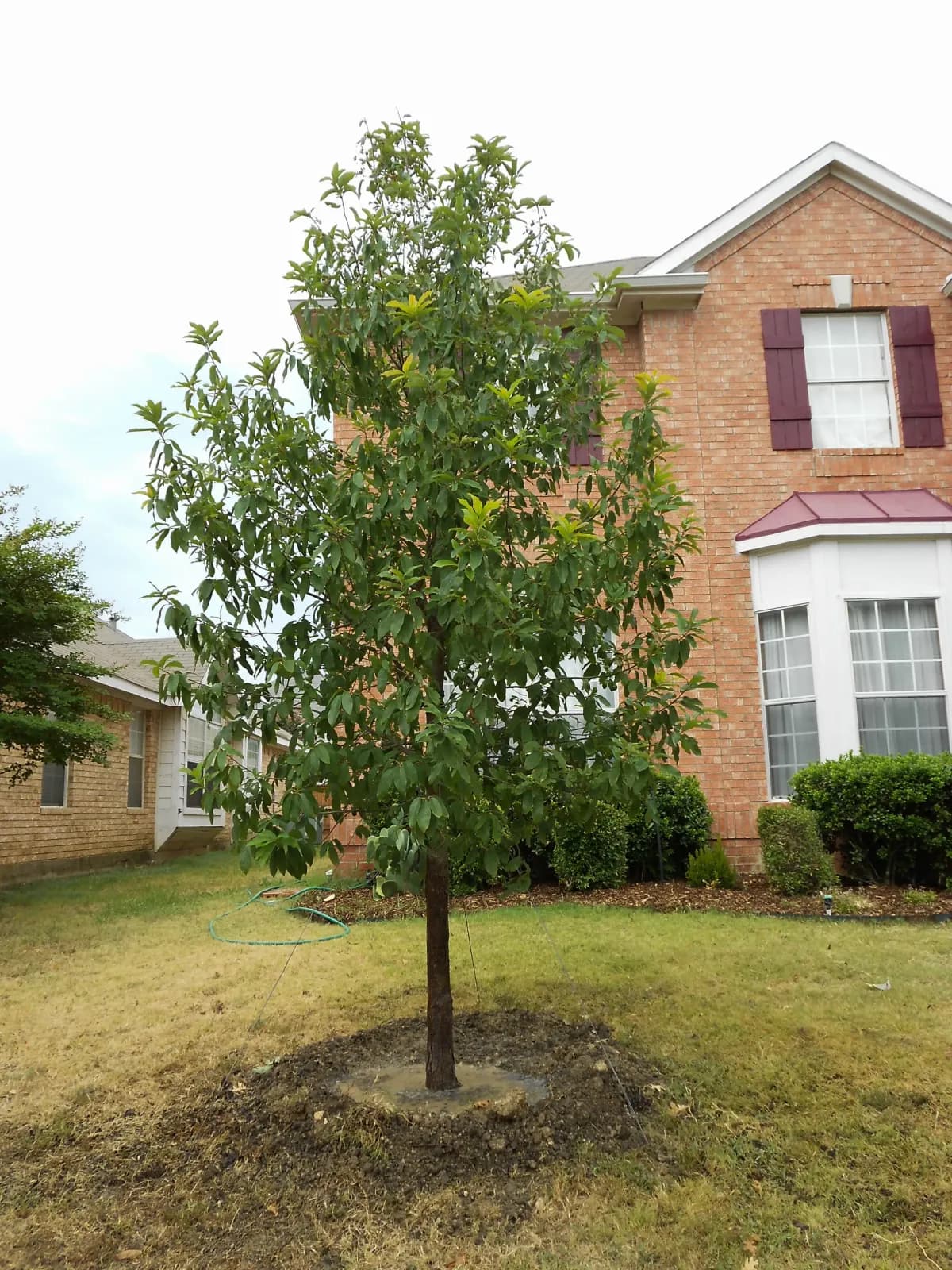 Monterrey (Mexican White) Oak with semi-evergreen foliage