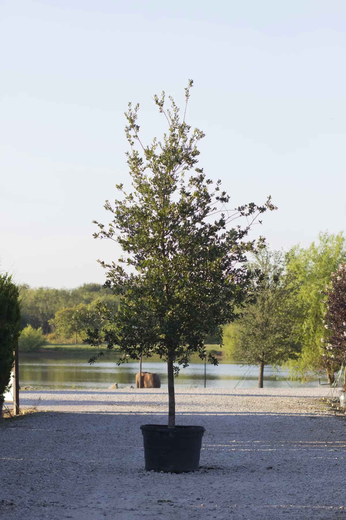 Texas Live Oak with dense, compact canopy