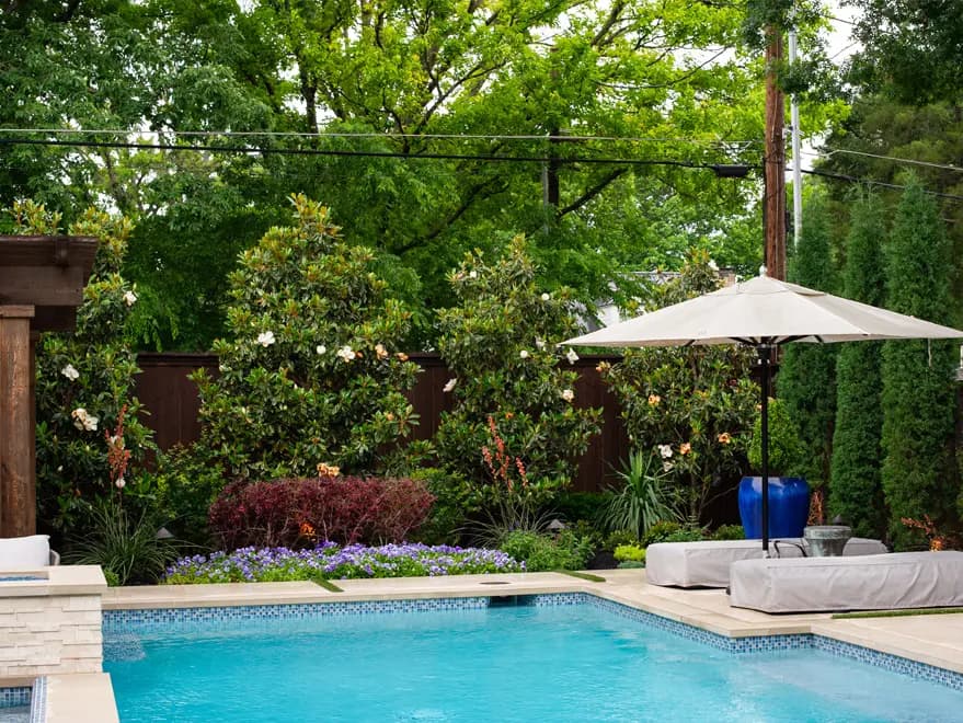 Little Gem Magnolia planted in a Dallas backyard