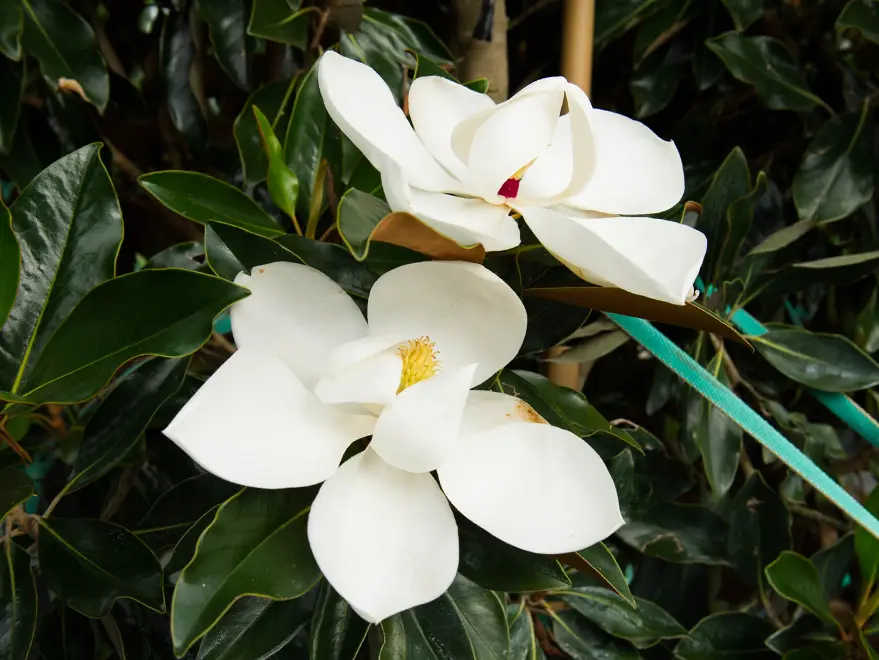 Close-up of Little Gem Magnolia flower
