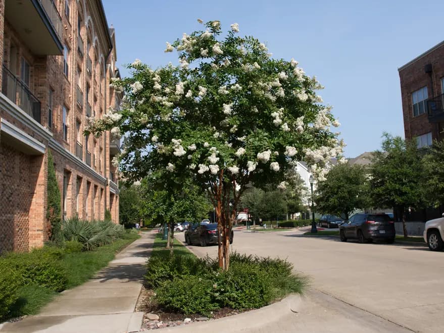 Maturing Natchez Crape Myrtle tree