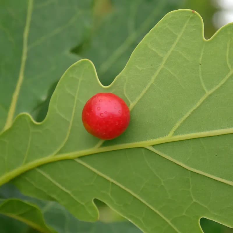 Red Oak Gall