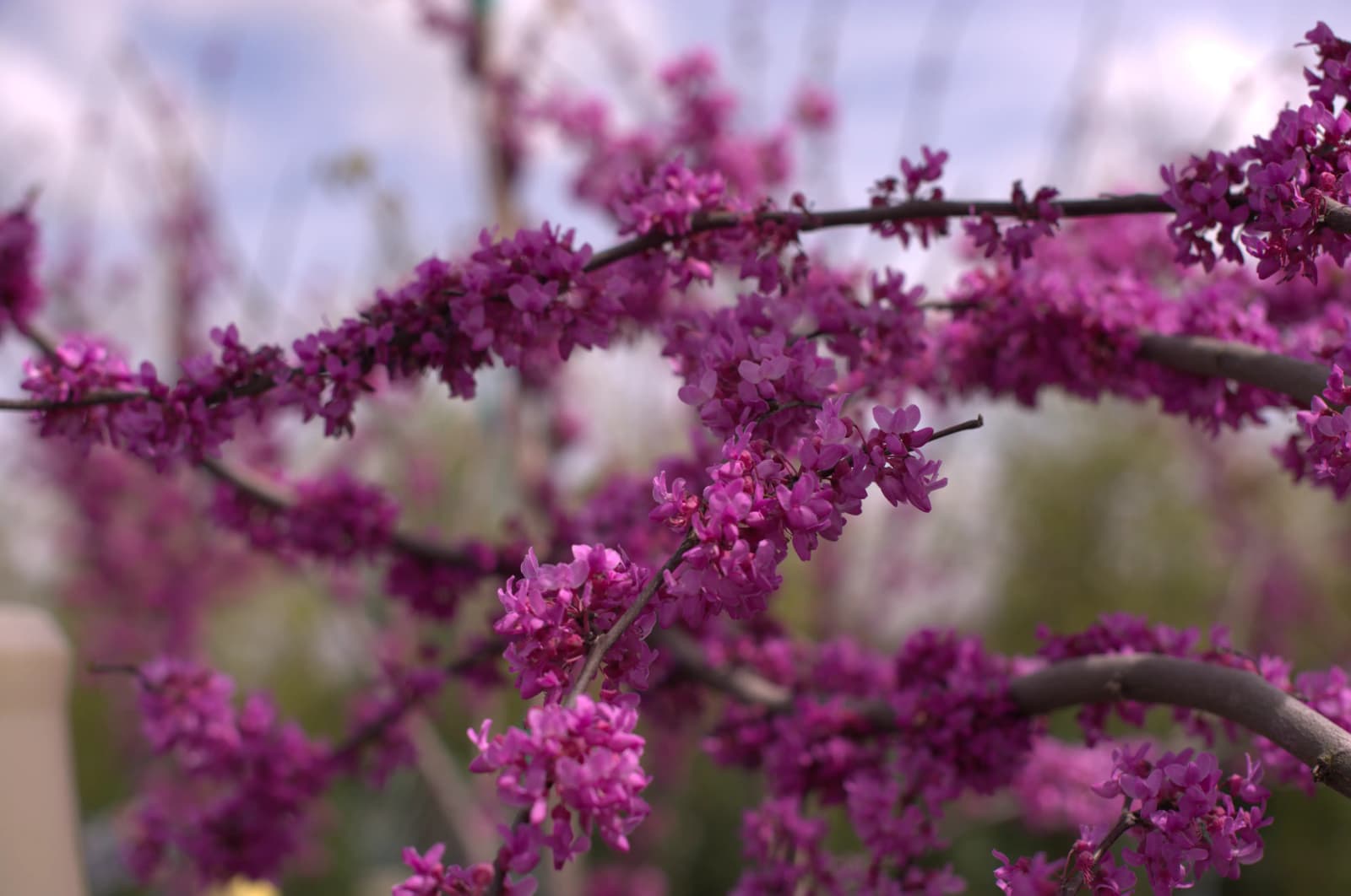 Oklahoma Sparkler Redbud in bloom
