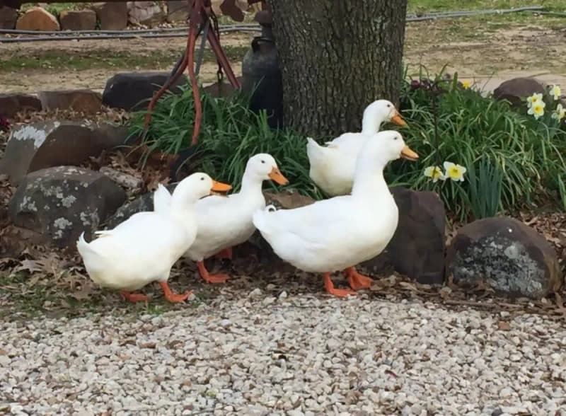 Ducks on the farm.