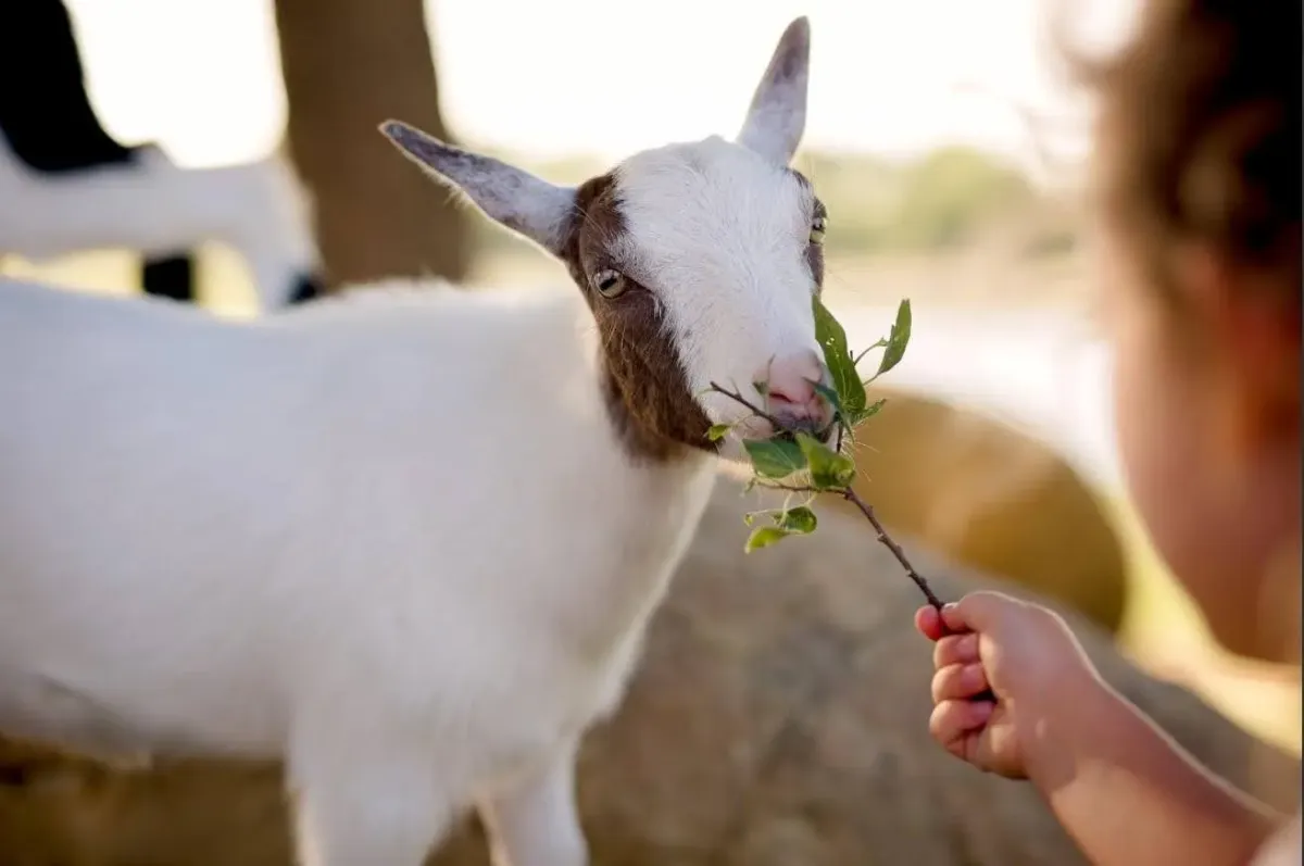 Goat on the farm.
