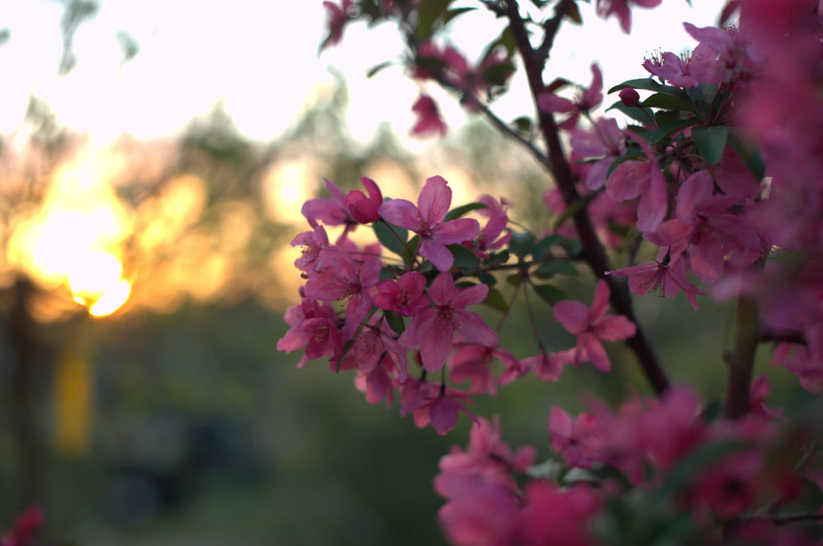 Prairiefire Crabapple tree in bloom