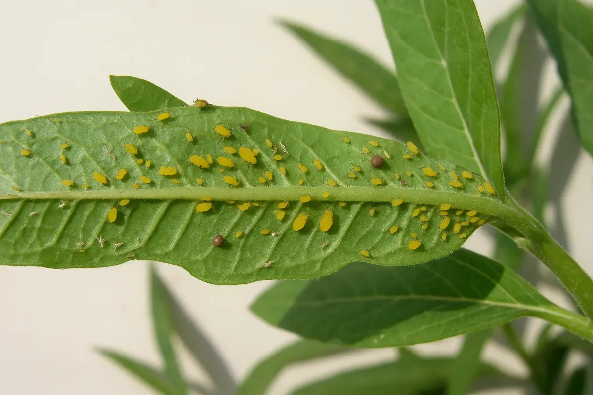 Close-up of aphids feeding on tender new growth