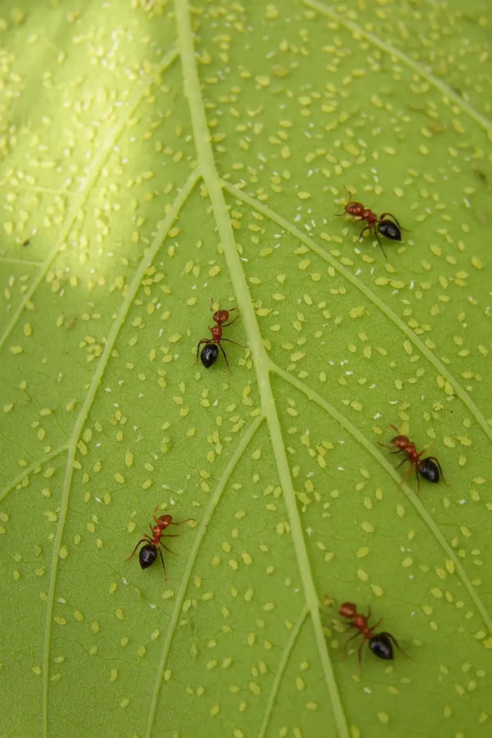 Ants tending aphids clustered on a leaf