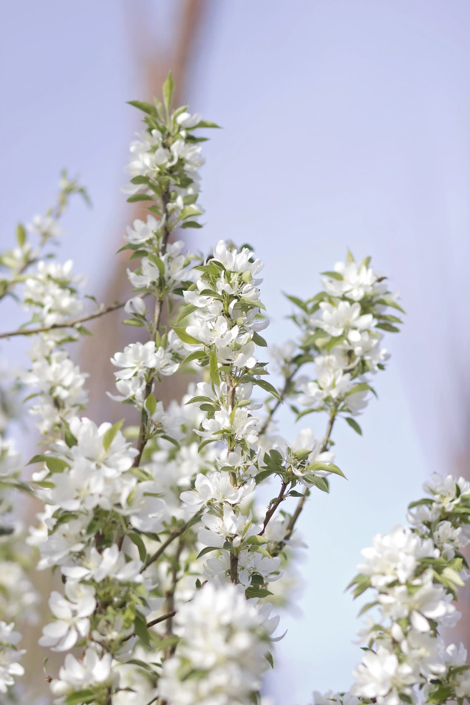 Spring Snow Crabapple in bloom