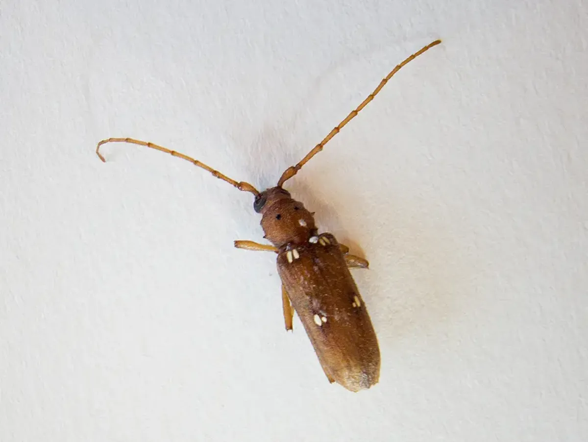 Iberia haldemoni