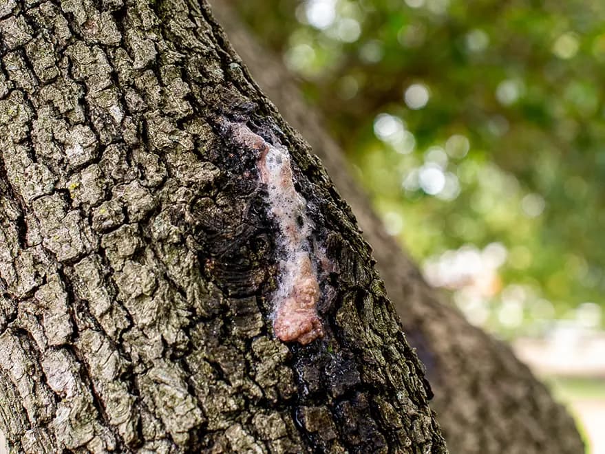 Tree Borer Infested Bark