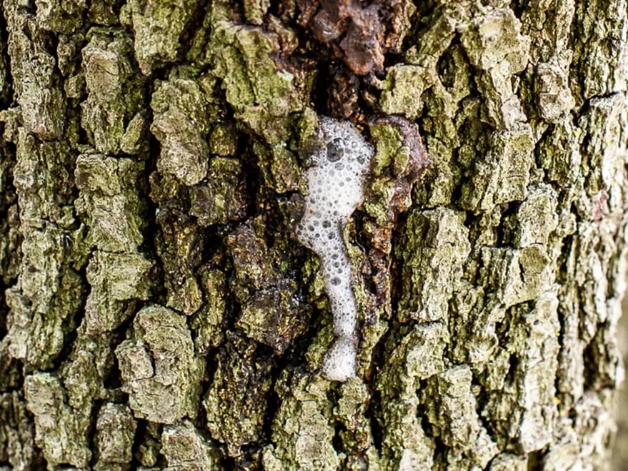 Tree Borer Infested Bark