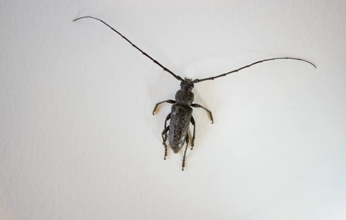 Parelaphidion aspersum