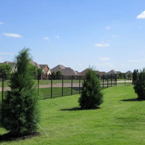 Eastern Red Cedar ‘Burkii’