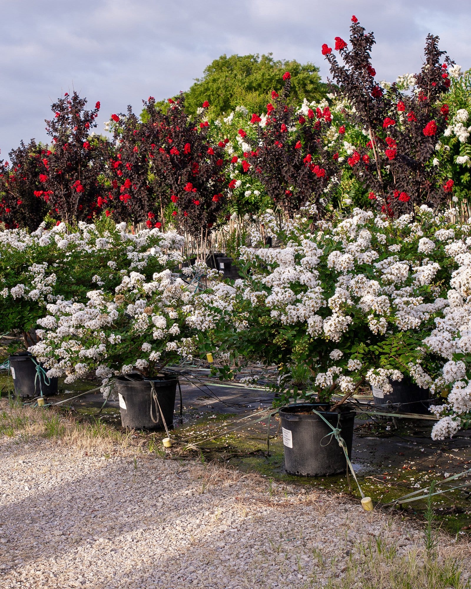 Acoma Crape Myrtle - view 5