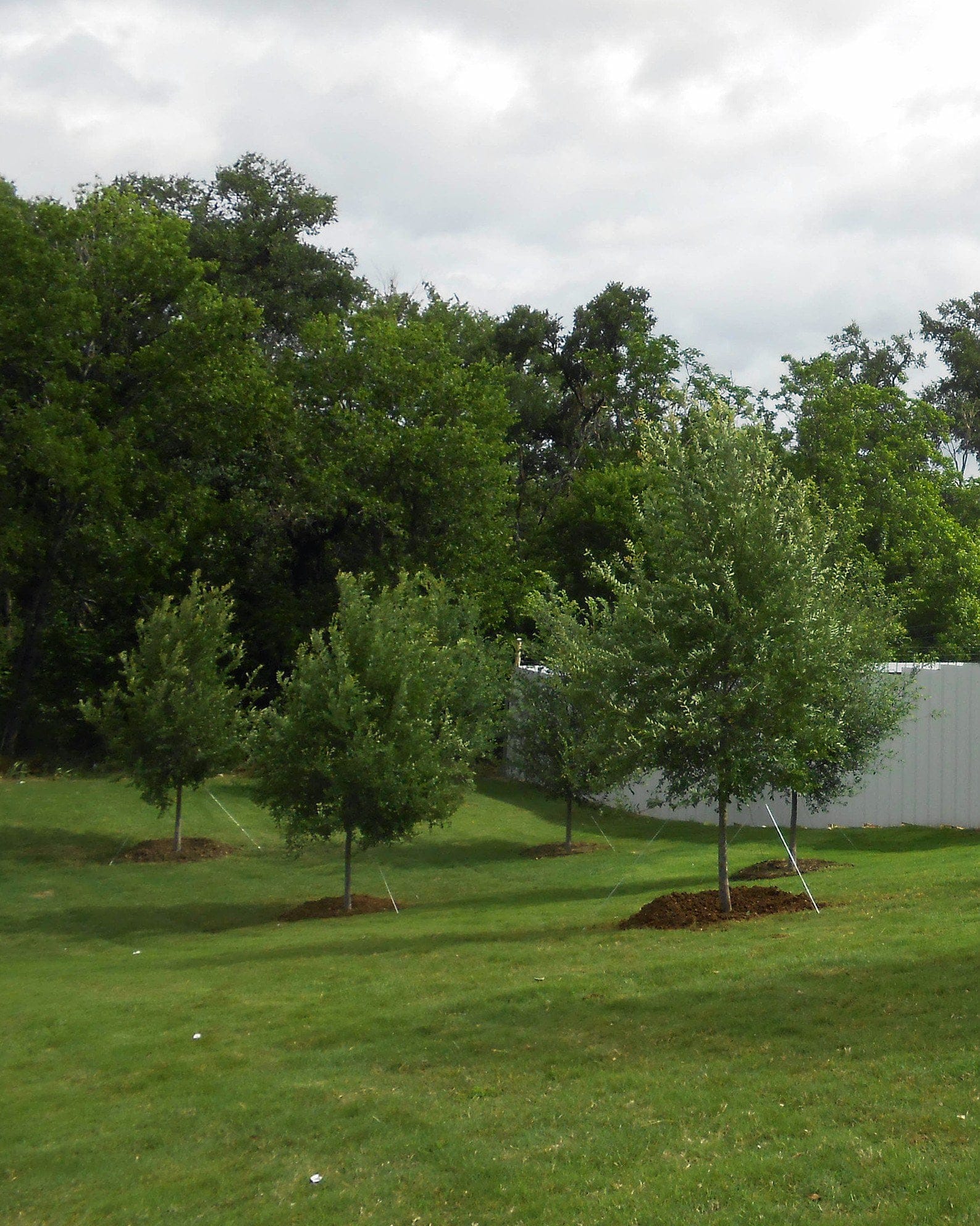 Allee Elm - view 4