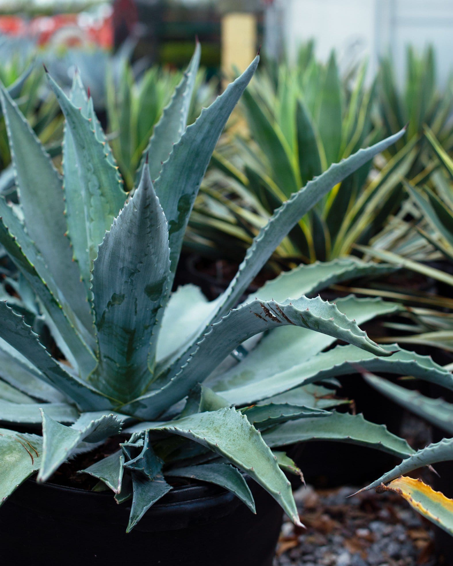 Americana Agave - view 3