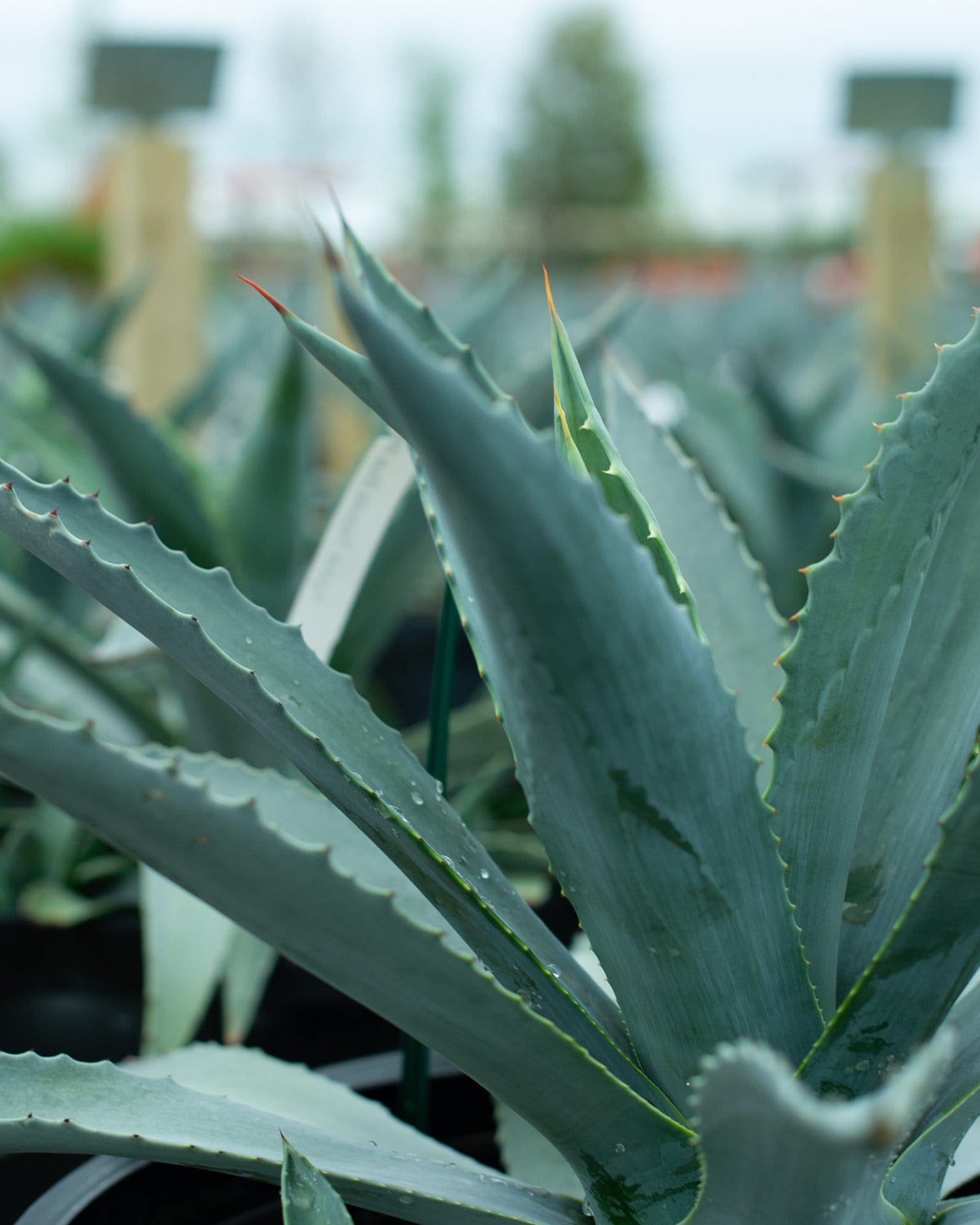 Americana Agave - view 4
