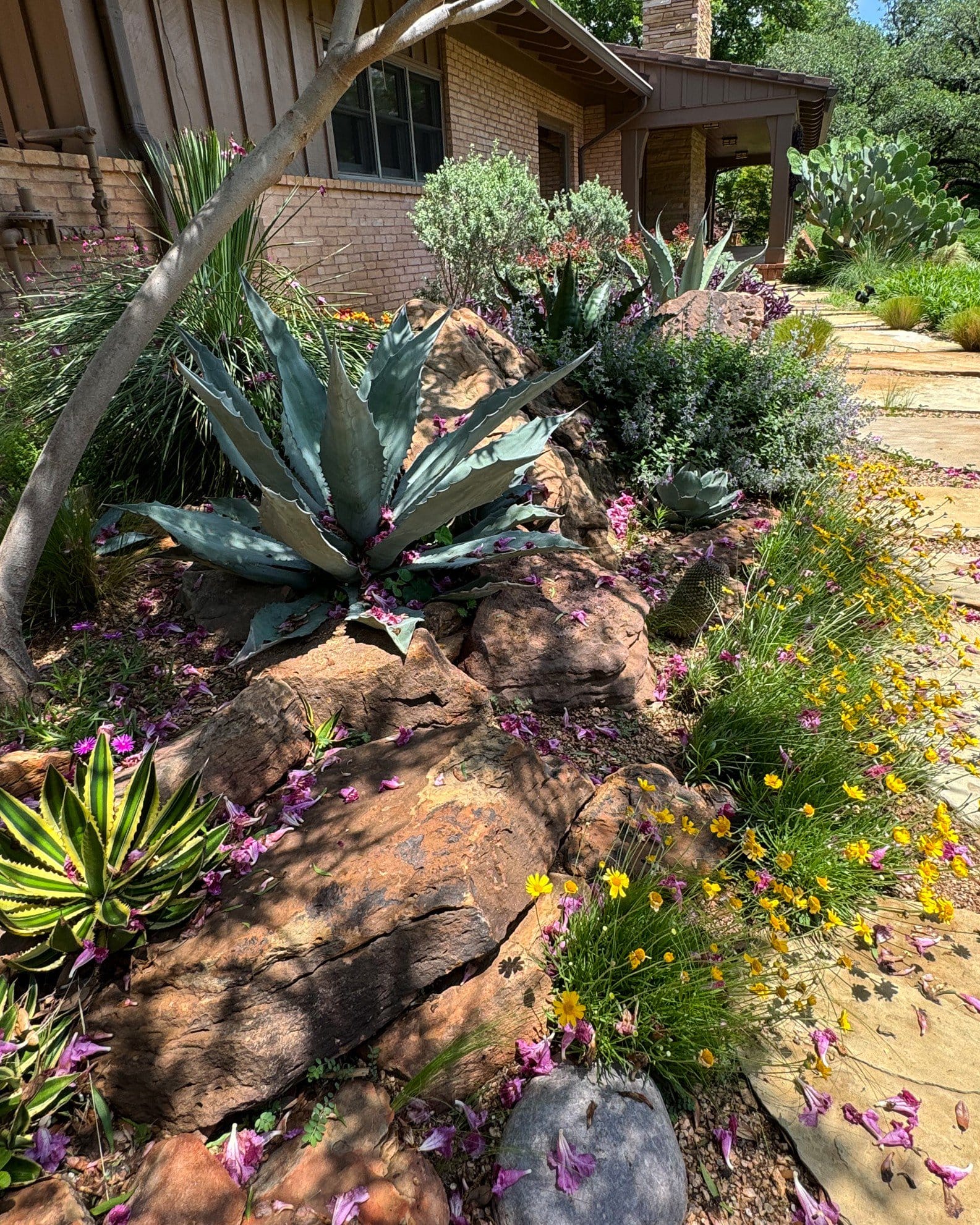 Americana Agave - view 5