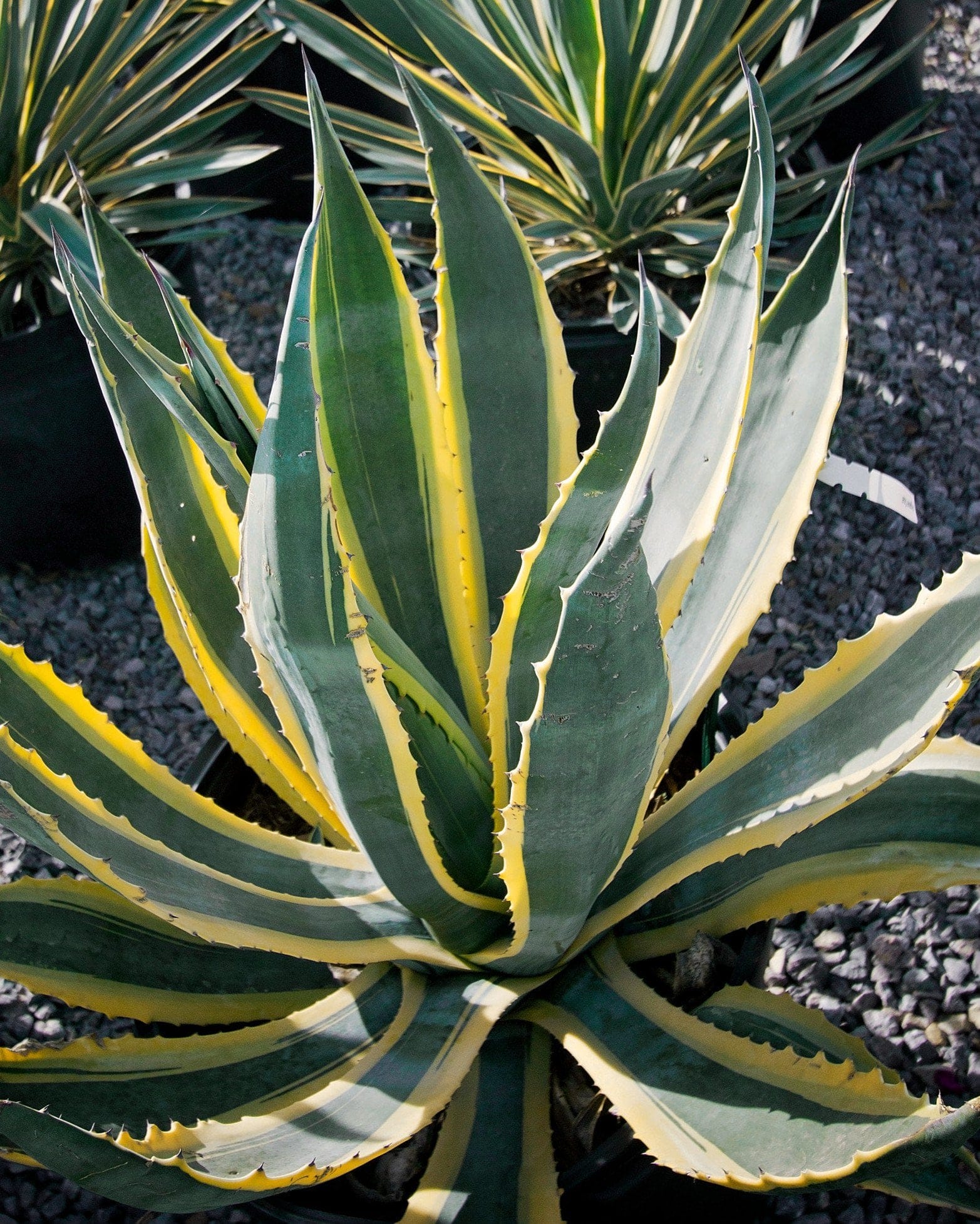 Americana Agave Opal