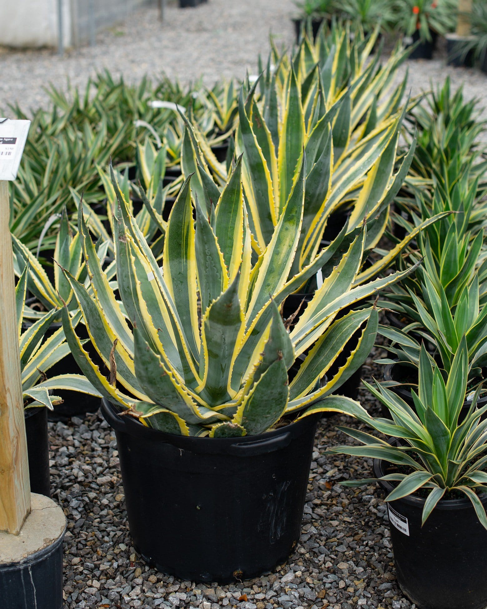 Americana Agave Opal - view 2