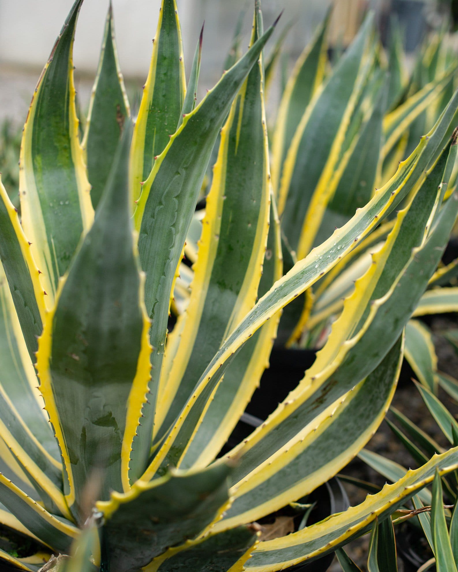 Americana Agave Opal - view 4