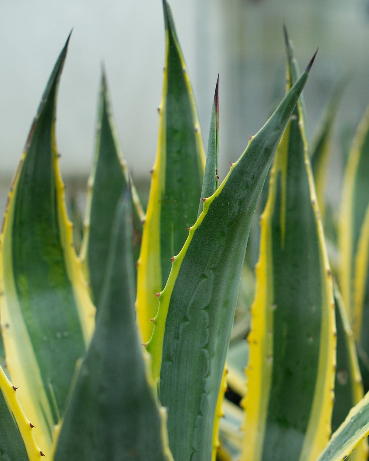 Americana Agave Opal - view 3