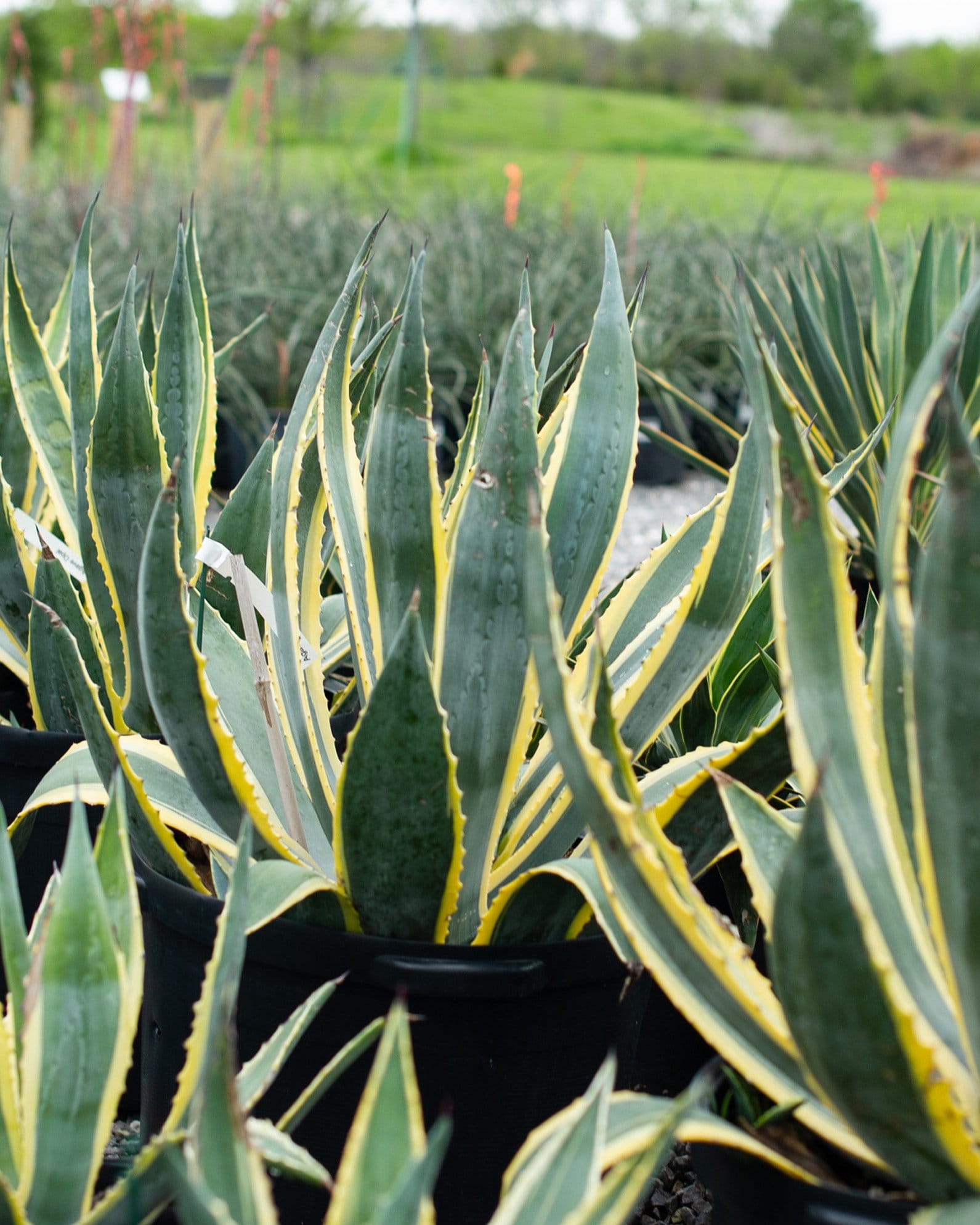 Americana Agave Opal - view 5
