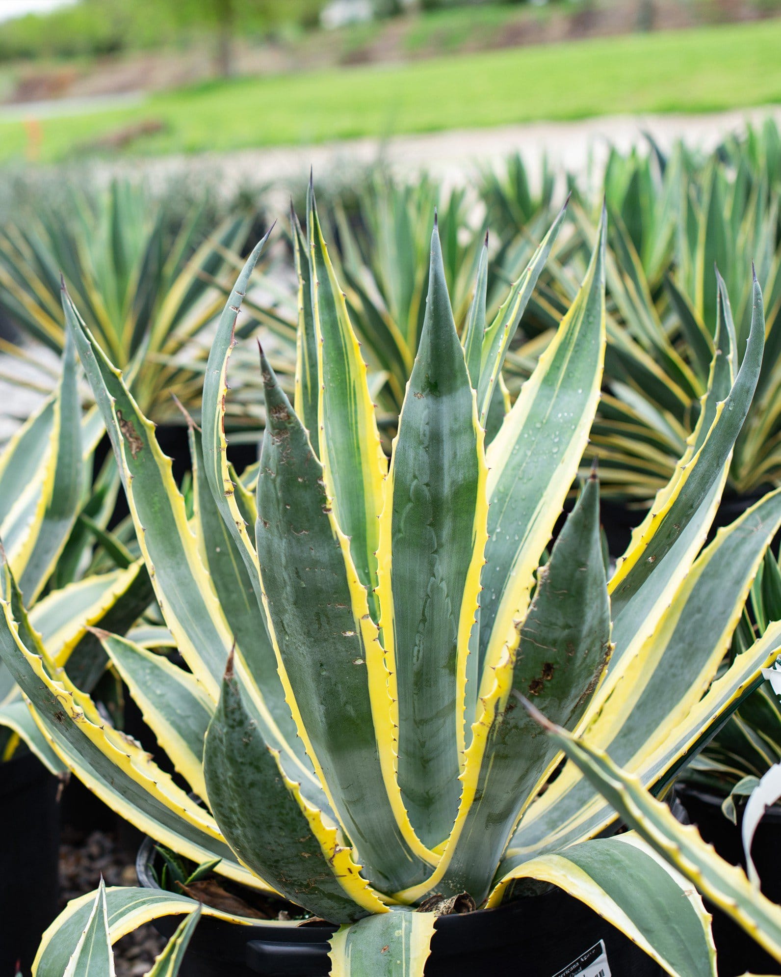 Americana Agave Opal - view 5