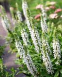 Apex White Meadow Salvia thumbnail 2
