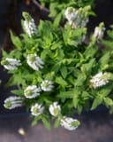 Apex White Meadow Salvia thumbnail 3