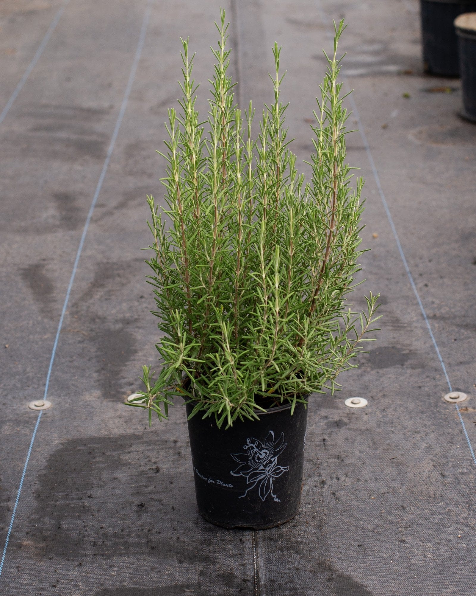 Arp Rosemary - view 2