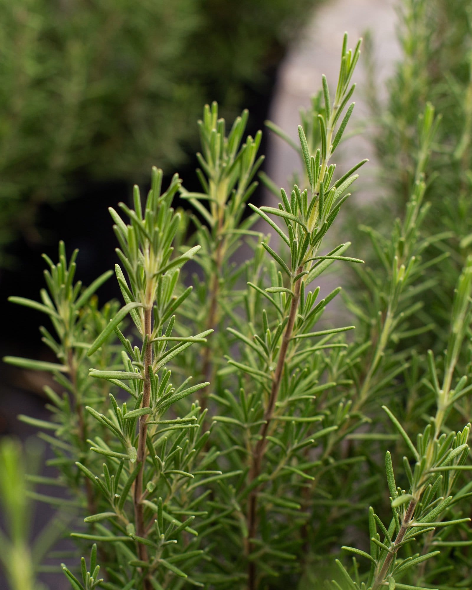 Arp Rosemary