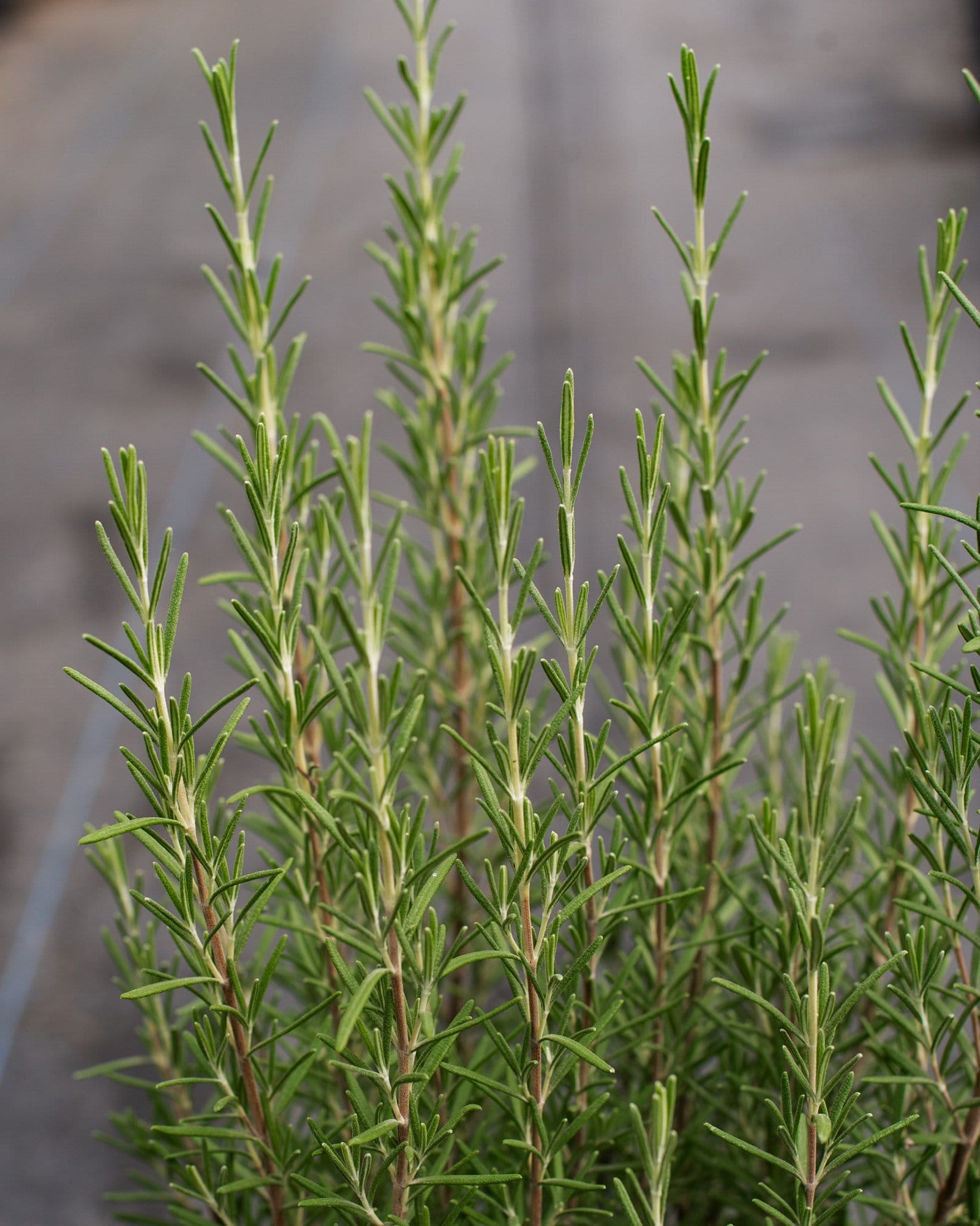 Arp Rosemary - view 5
