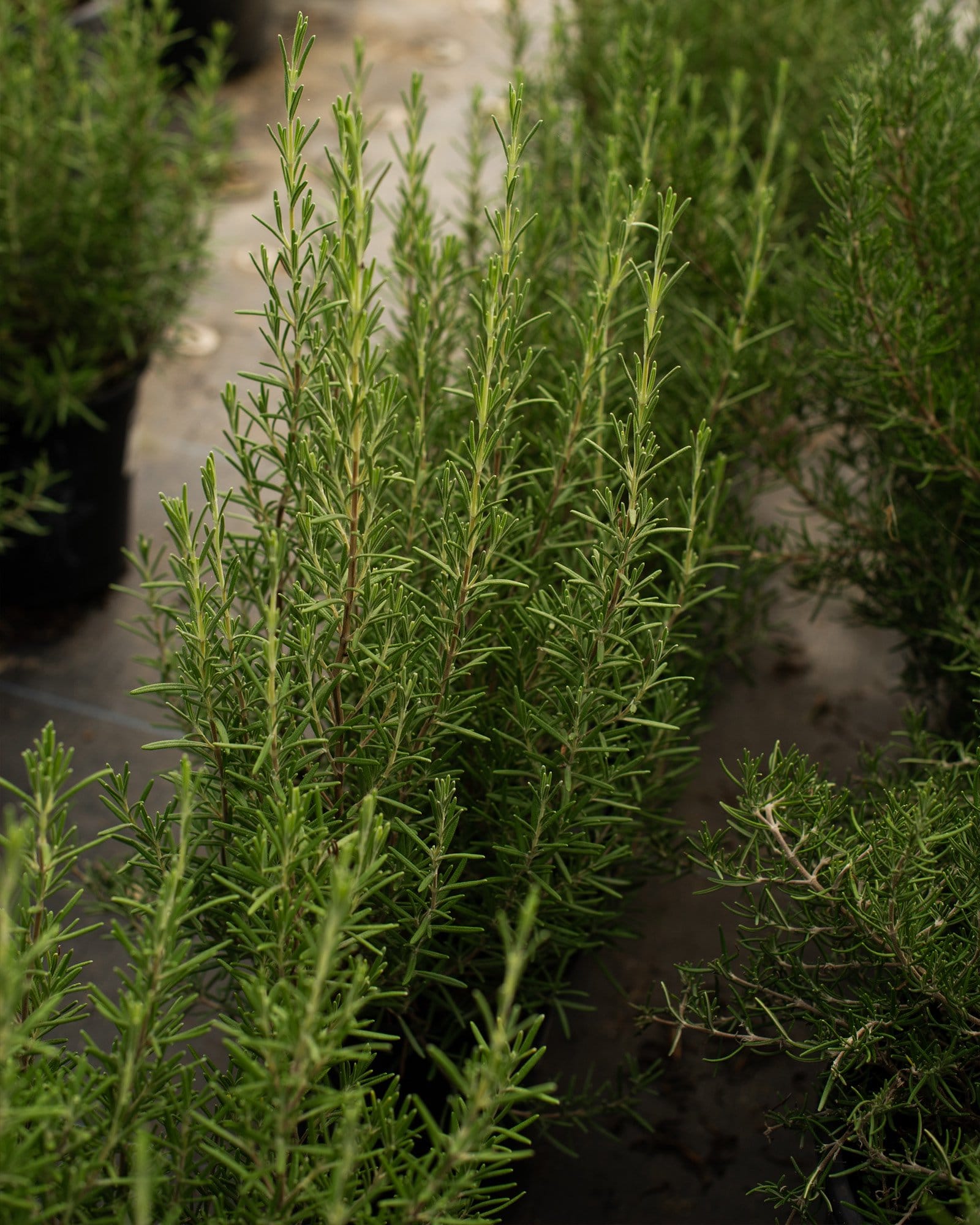 Arp Rosemary - view 4