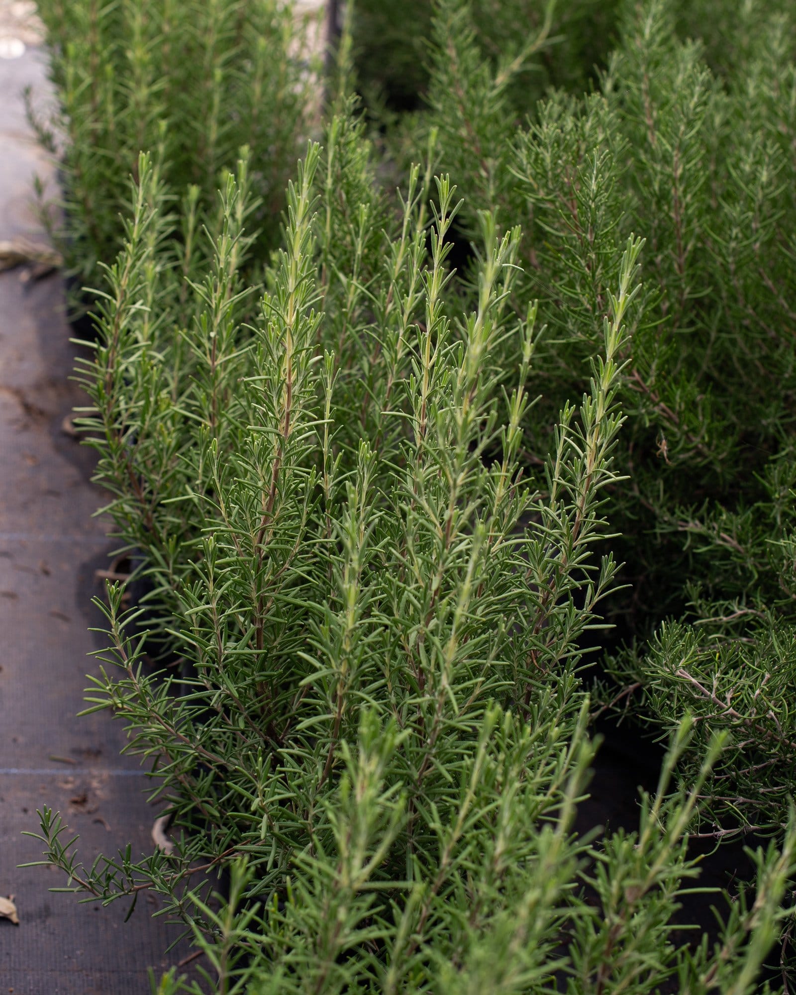 Arp Rosemary - view 5