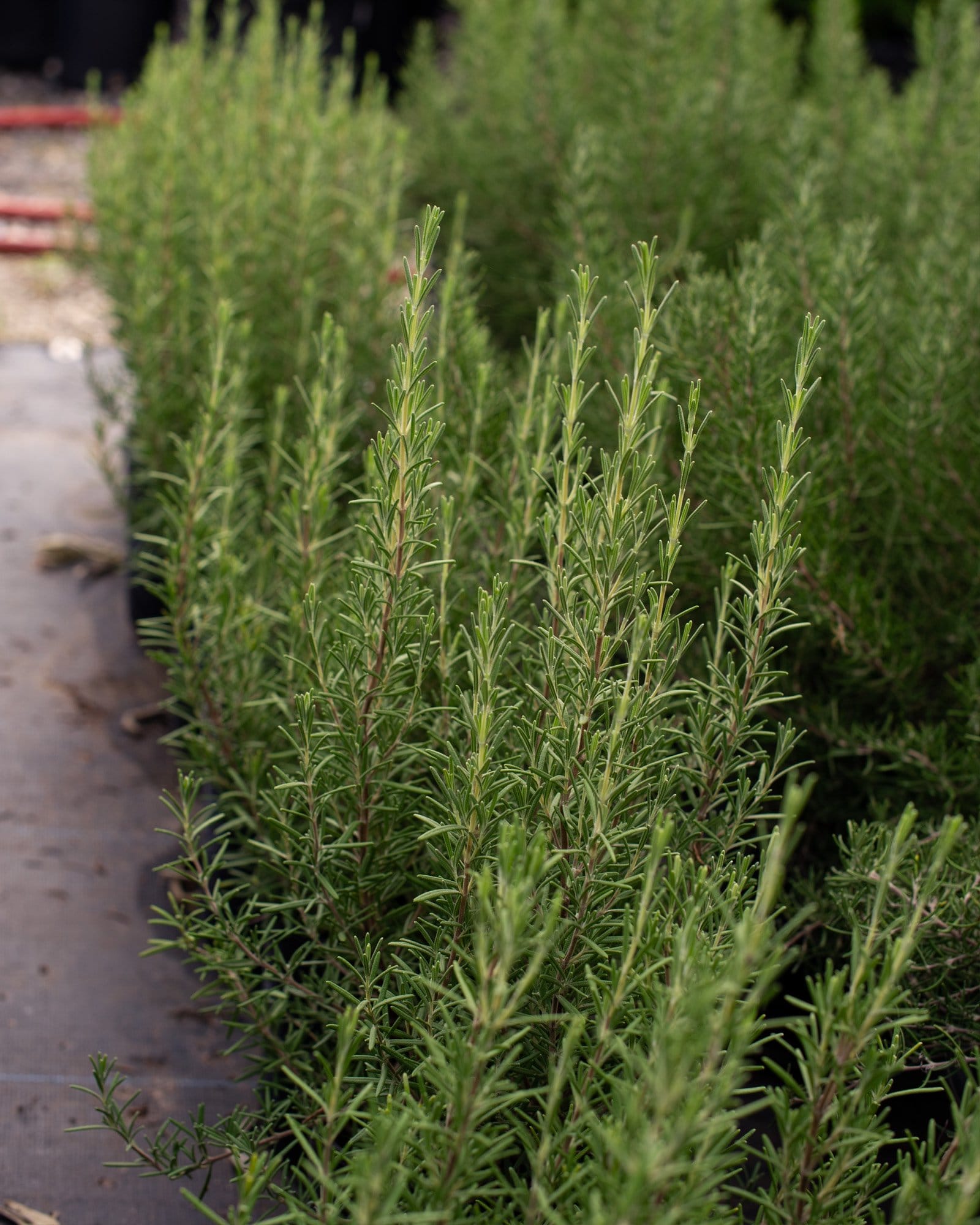 Arp Rosemary - view 5