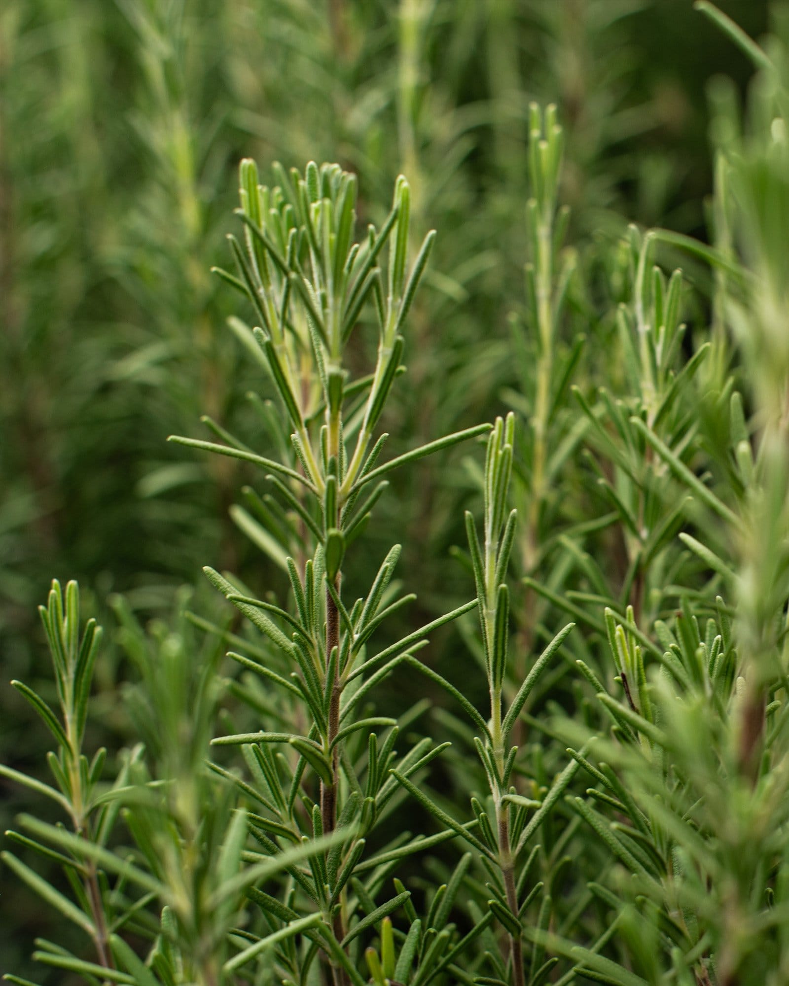 Arp Rosemary - view 3