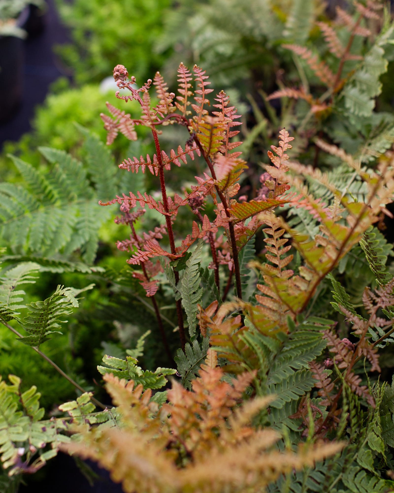 Autumn Fern Brilliance - view 3