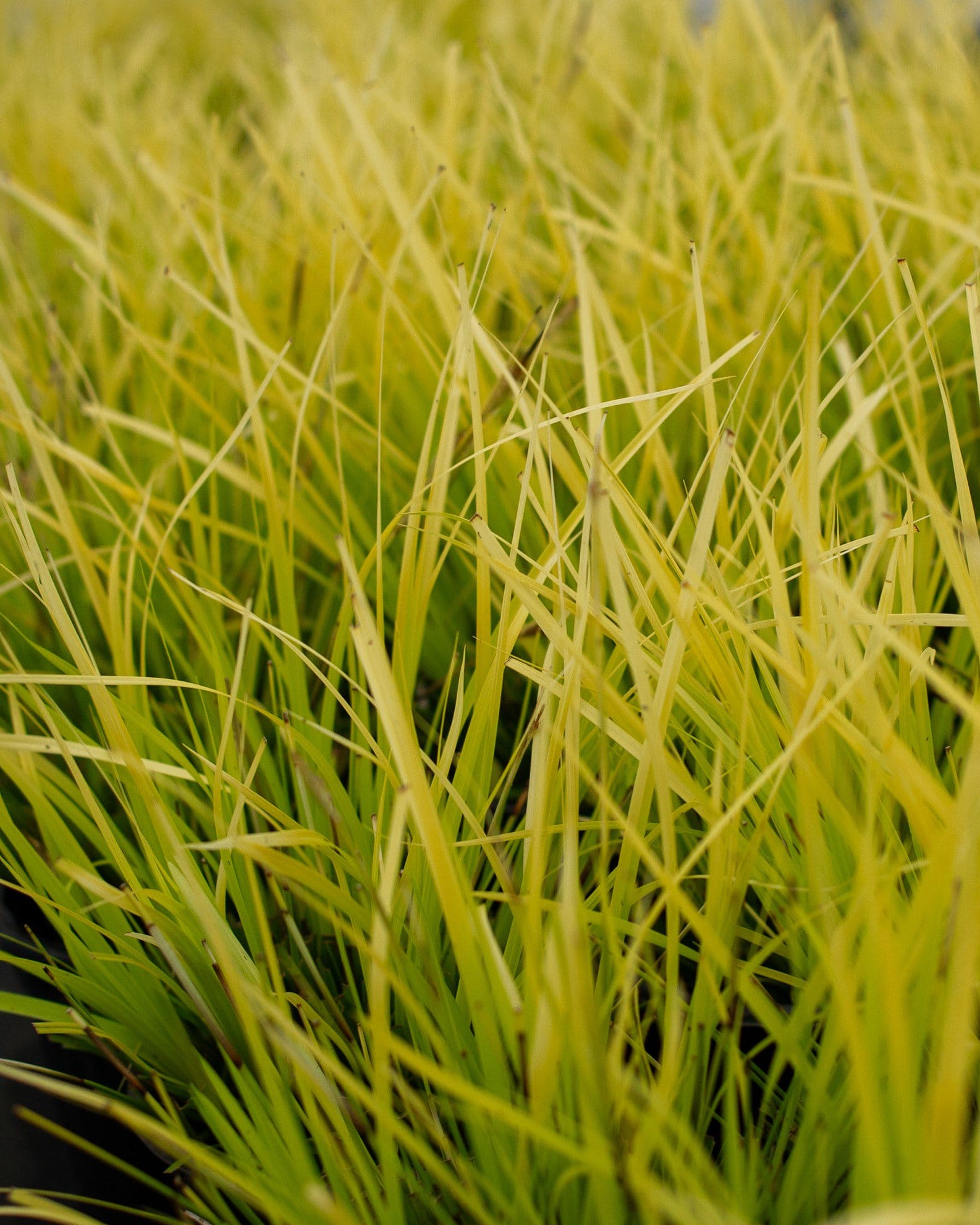 Everillo EverColor Carex Sedge - view 5