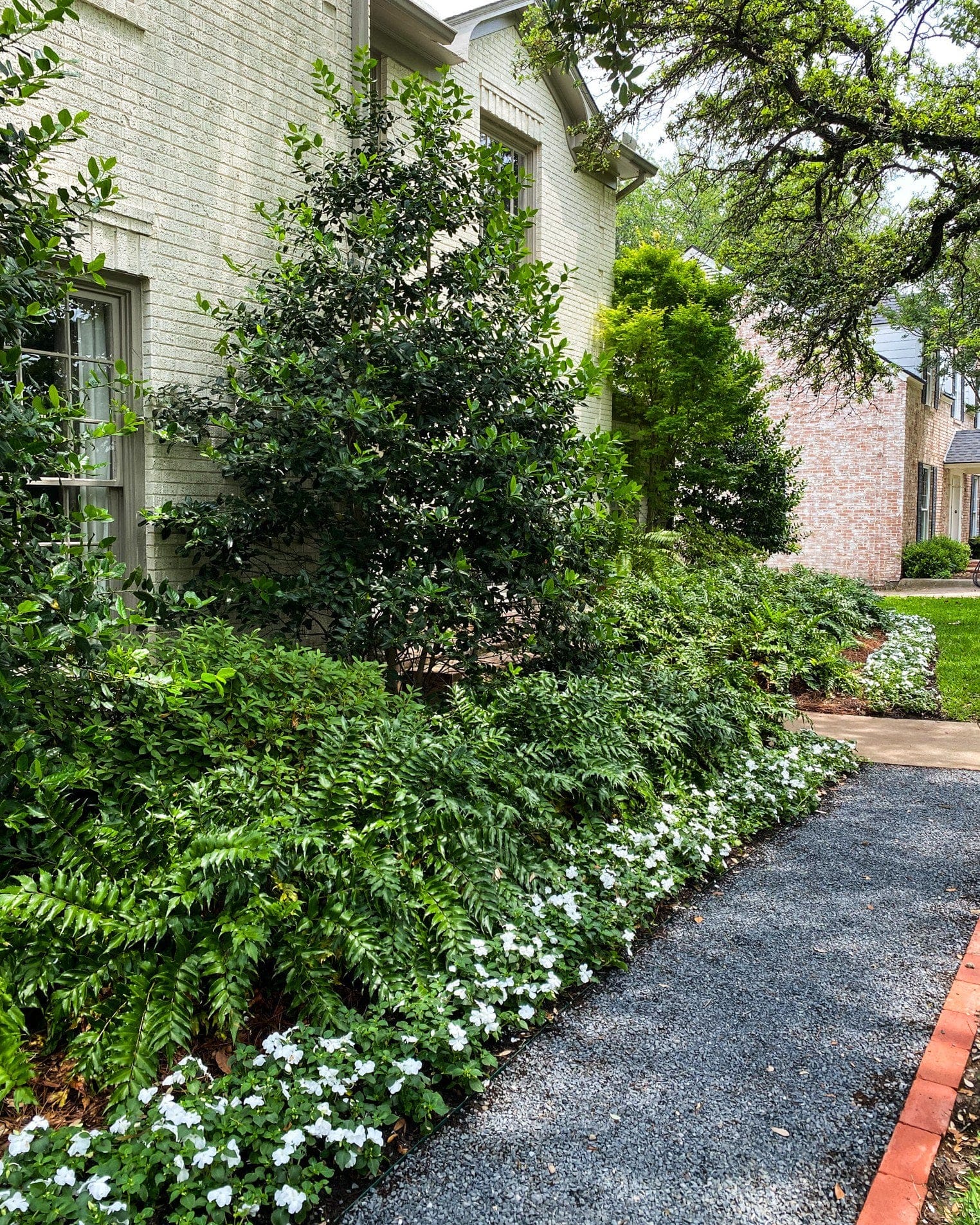 Holly Fern - view 4