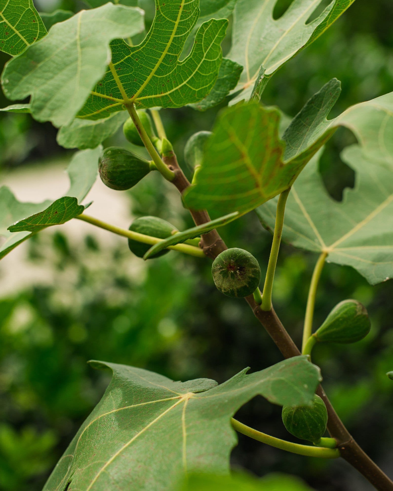 LSU Purple Fig