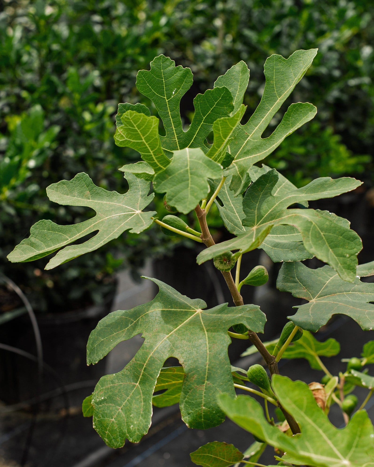 LSU Purple Fig - view 5
