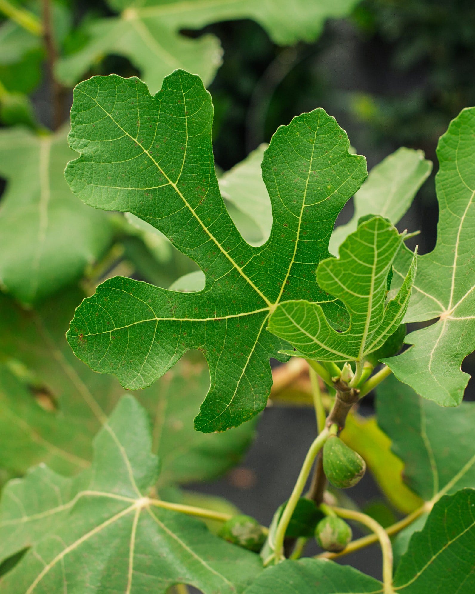 LSU Purple Fig - view 2