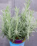 Phenomenal Lavender thumbnail 1