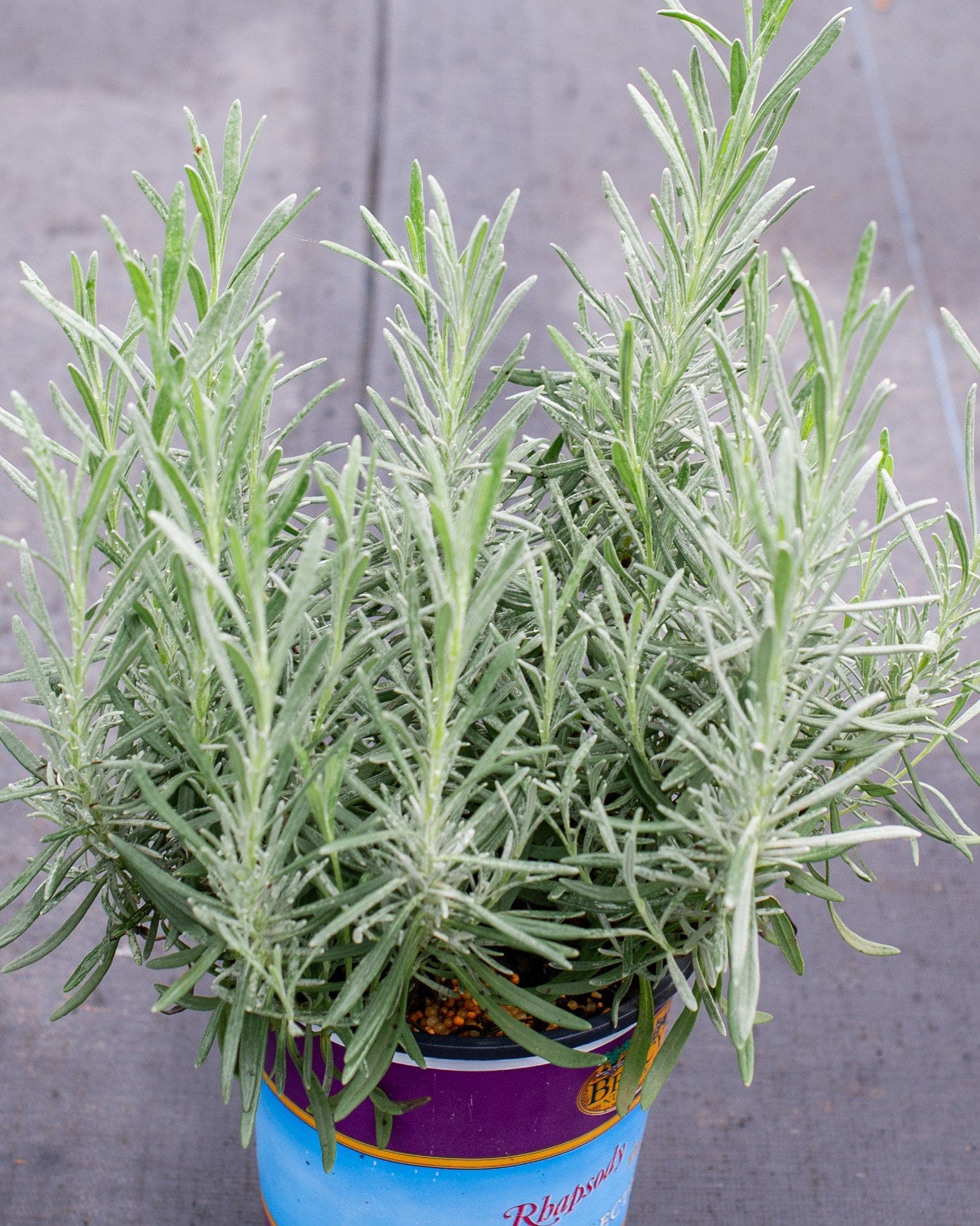 Phenomenal Lavender - Main Image