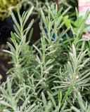 Phenomenal Lavender thumbnail 5