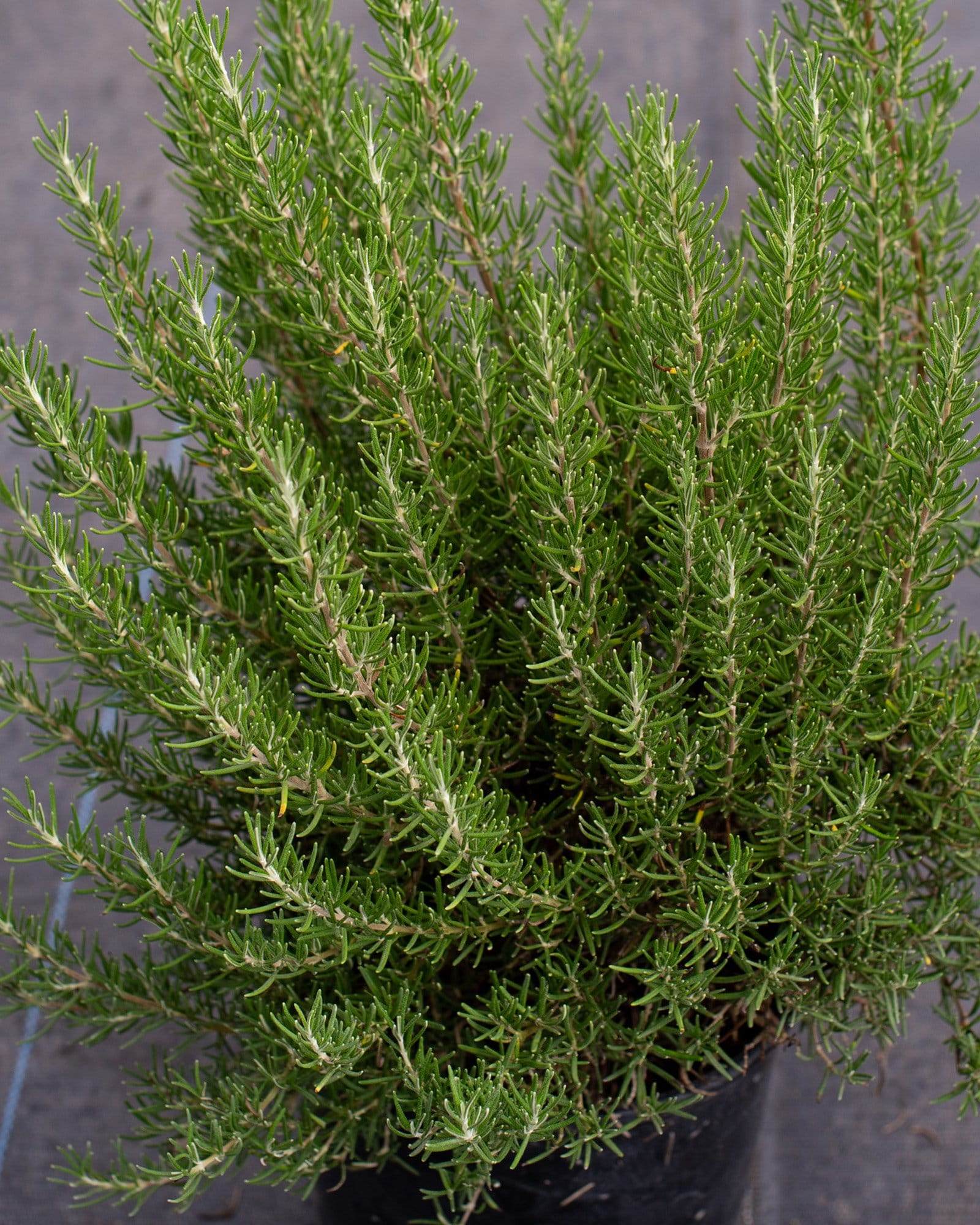 Roman Beauty Rosemary - Main Image